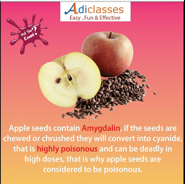 Can Apple Seeds Kill You?