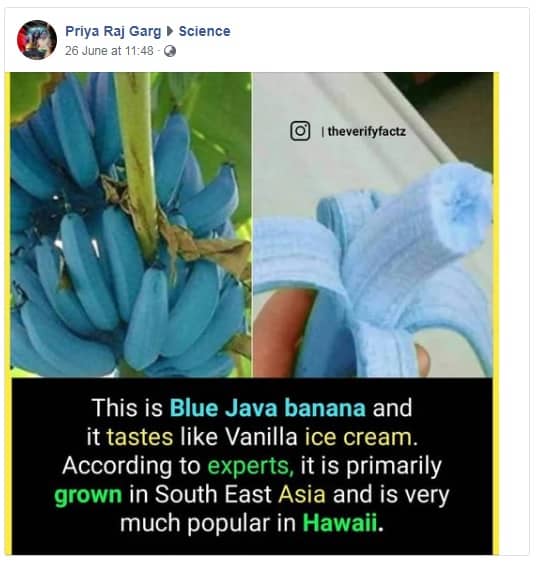 Why Are These Bananas Blue? 