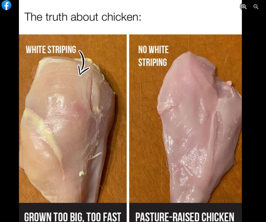 Fact Check Does white striping occur only in broiler chickens? THIP