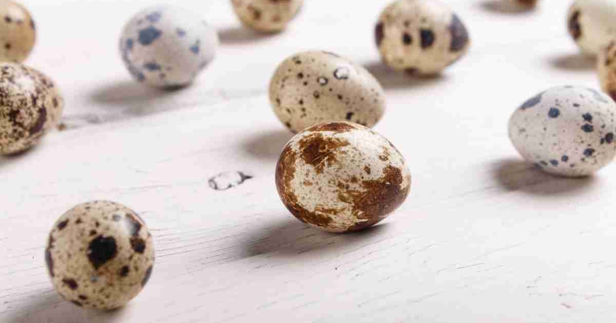 Fact Check Can Quail eggs cure tuberculosis? THIP Media