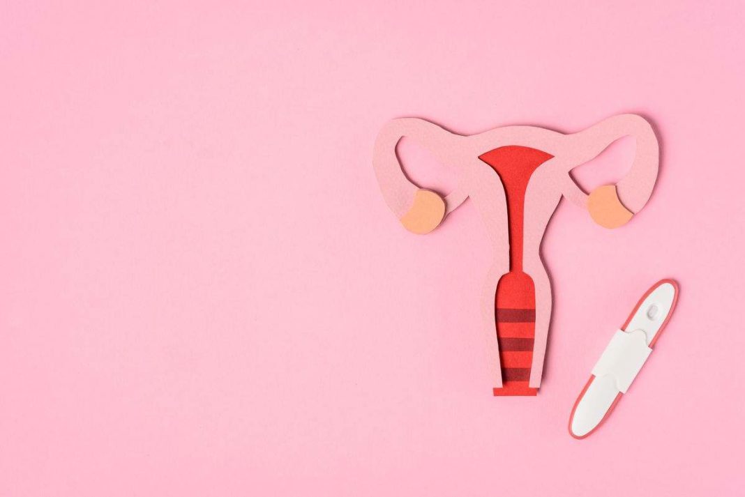 uterus