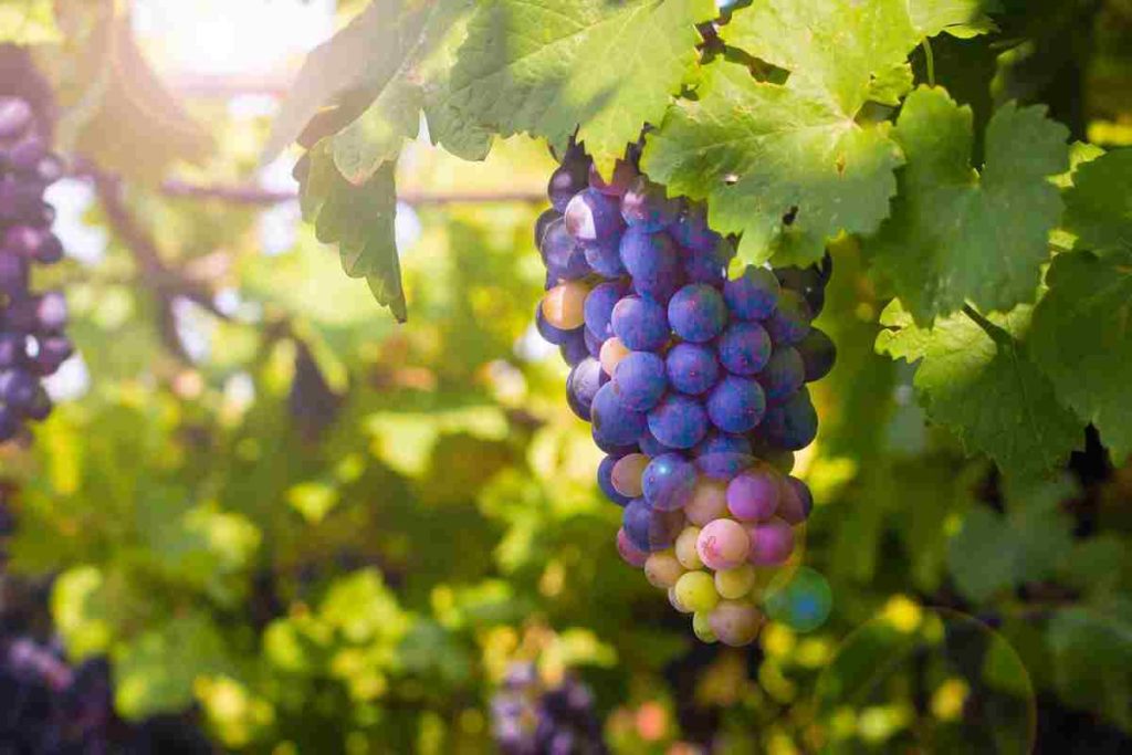 Fact Check Can grapes cure kidney disease and cancer? THIP Media