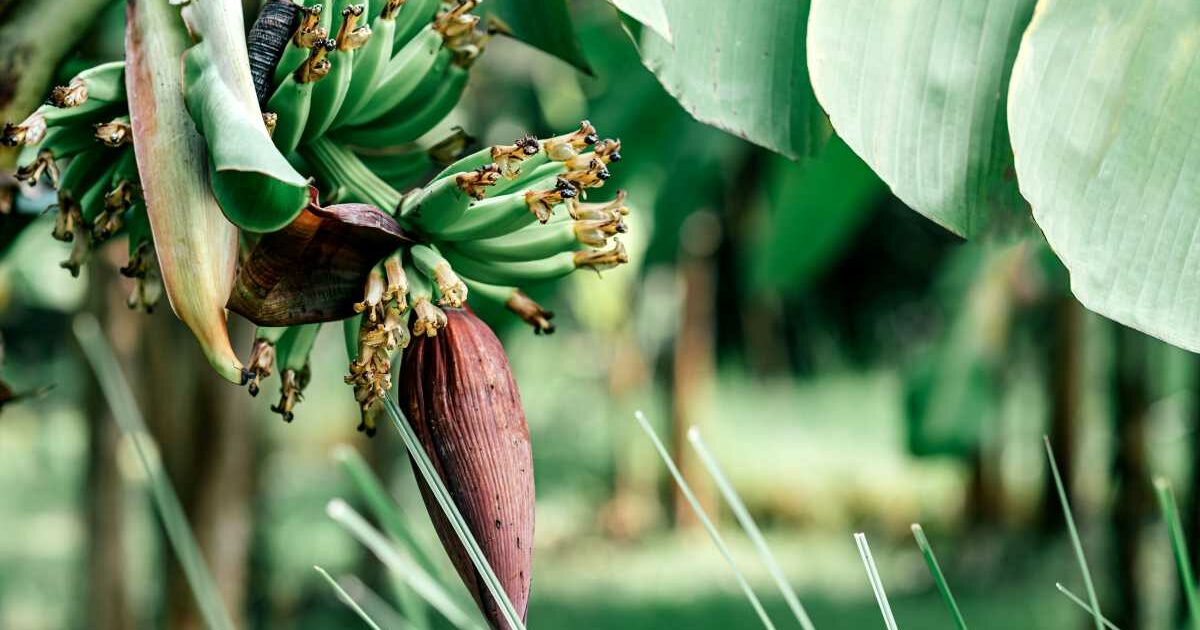 Fact Check Can banana flower cure Diabetes? THIP Media