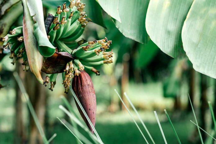 Banana flower can cure diabetes