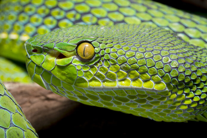 Snake bite