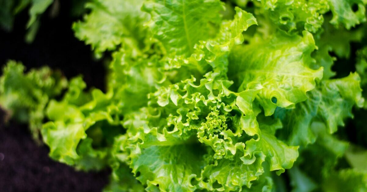 Fact Check Does consuming lettuce water make you sleep easily? THIP