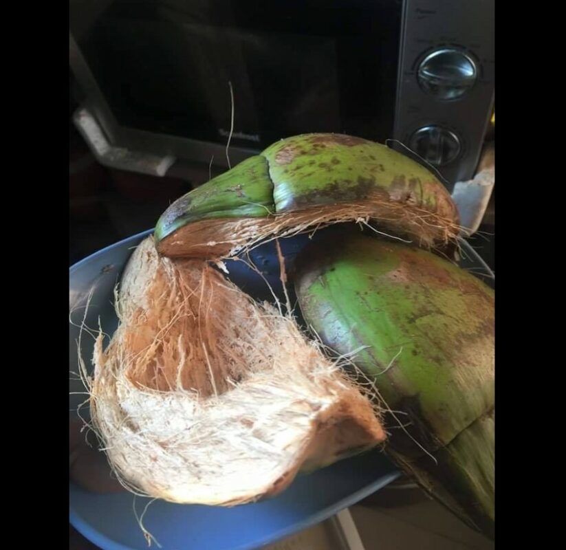 coconut ss