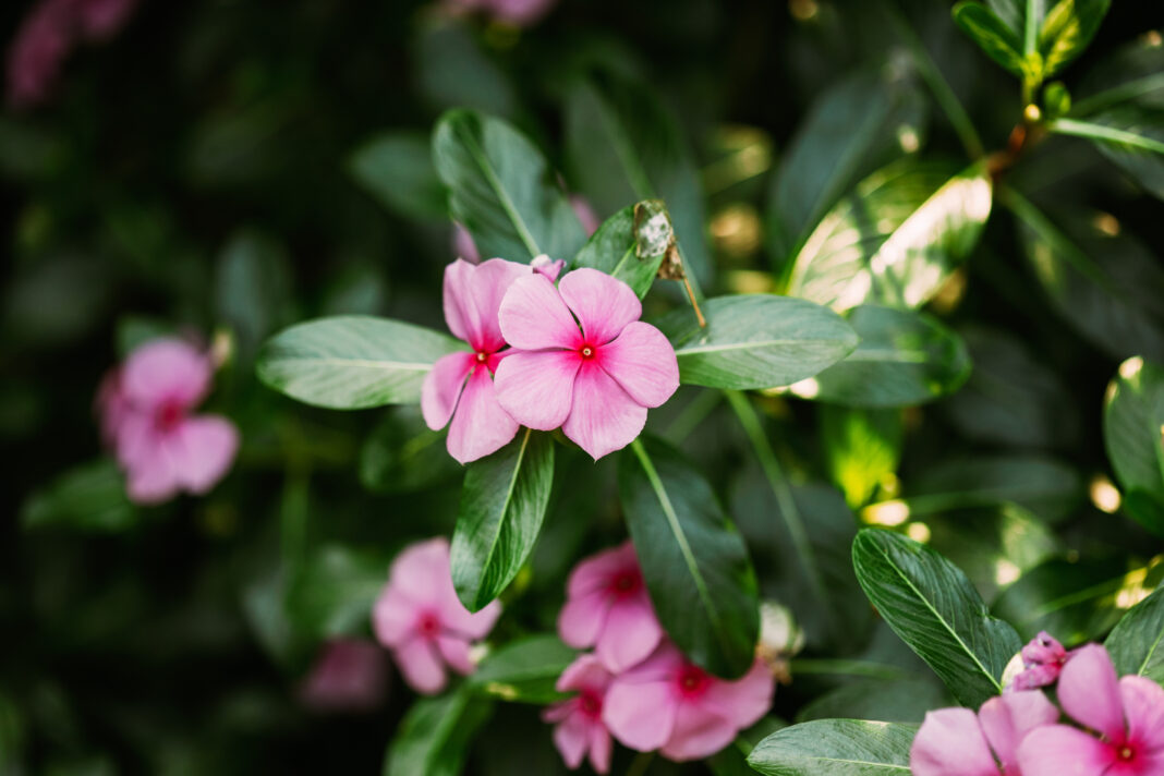 Madagascar periwinkle