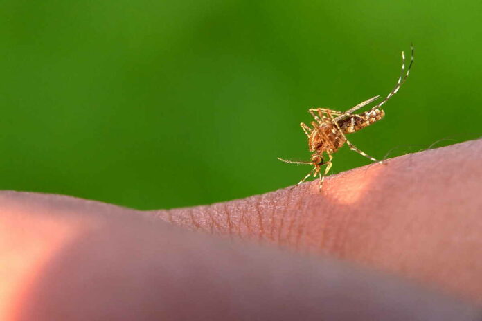 malaria