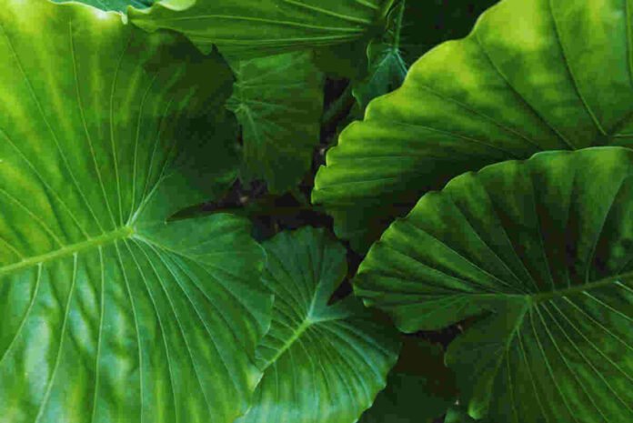 control nourish the plants Talborne Nourish Buds, Flowers & Fruit 4:1:6