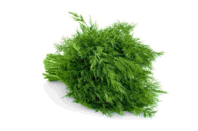 dill leaves benefits