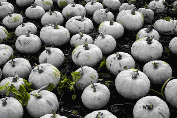 safed petha or ash gourd juice is the ultimate detox drink