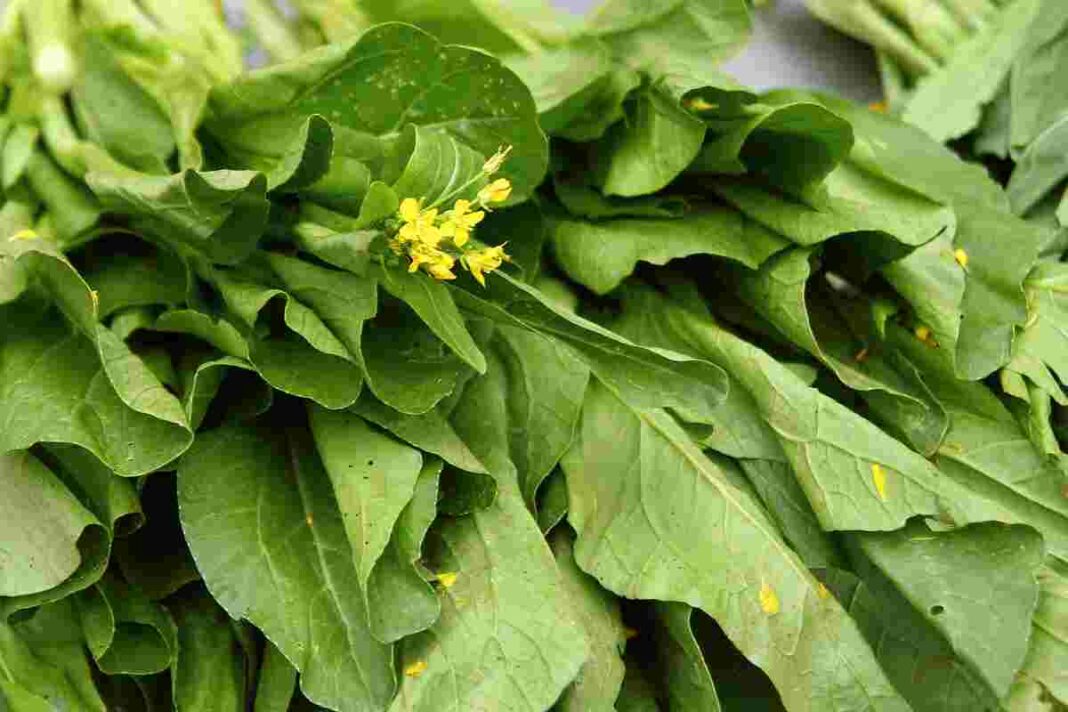 mustard leaves health benefits