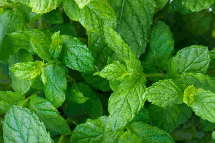 mint leaves health benefits