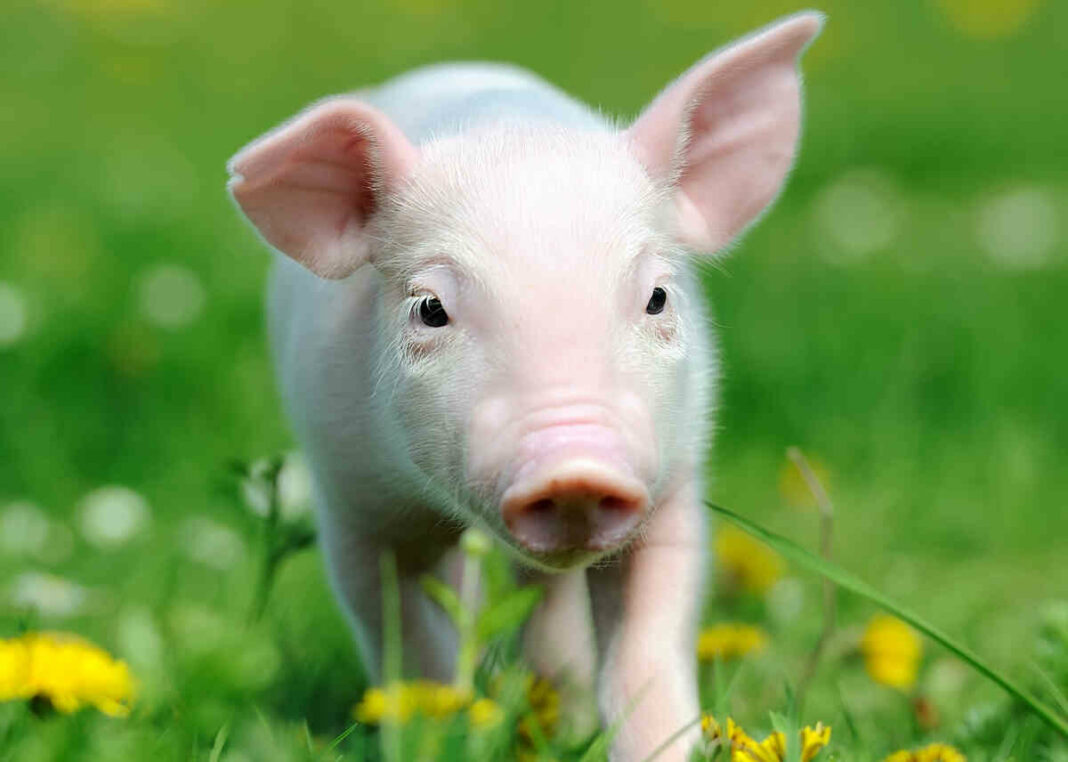 Pig