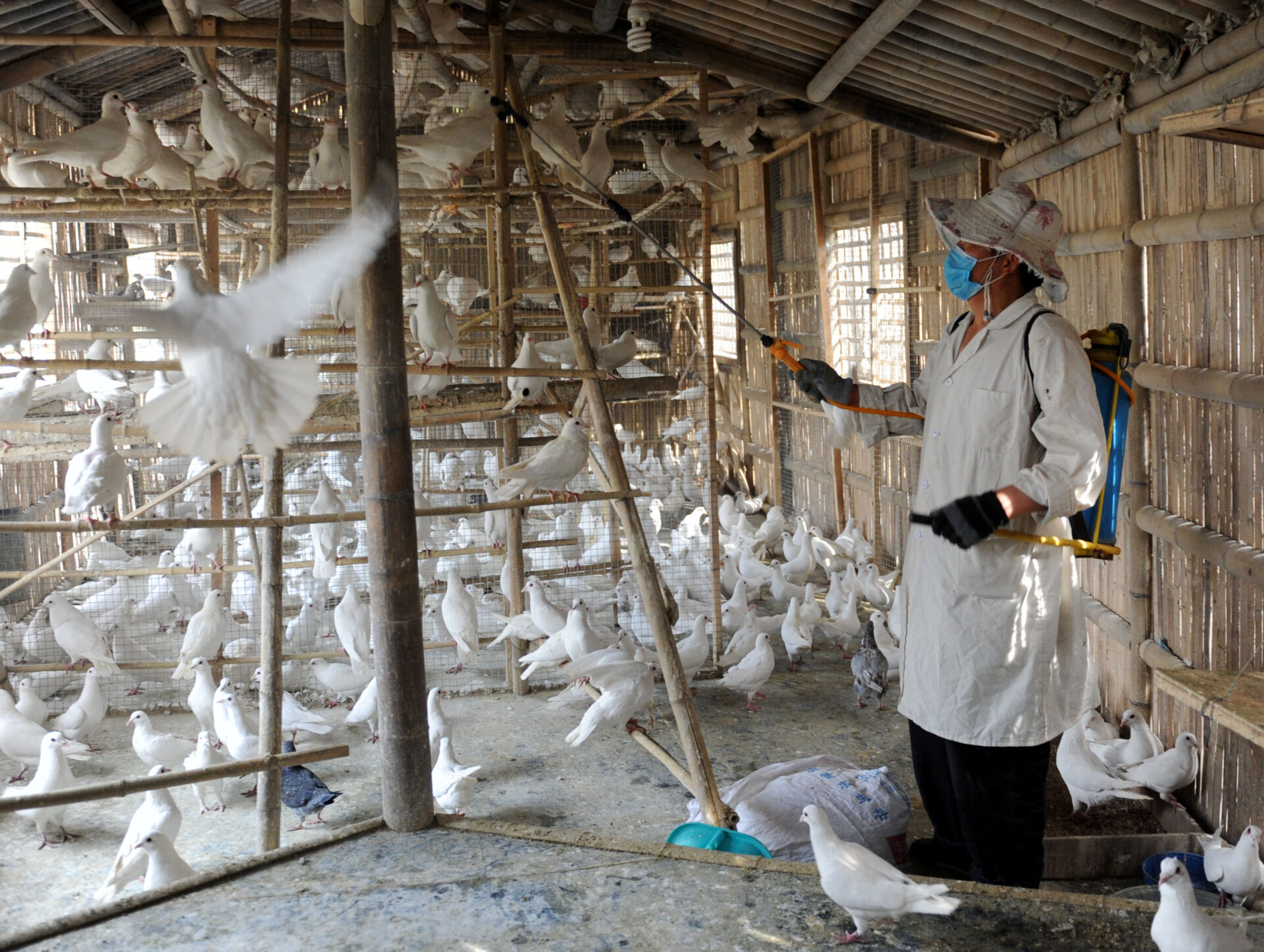 State emergency declared in California due to outbreak of bird flu.