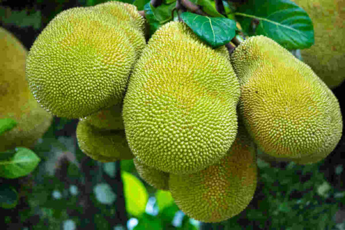 health benefits of jackfruit