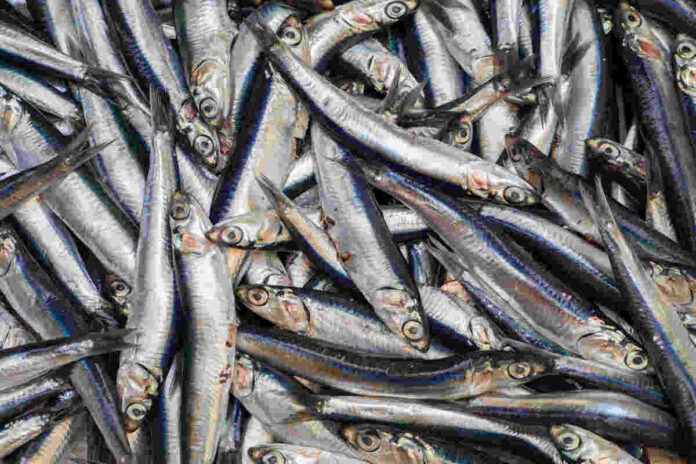 omega 3 fatty acid foods