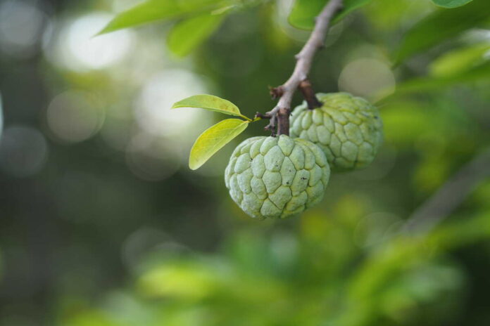 custard apple for heart patients