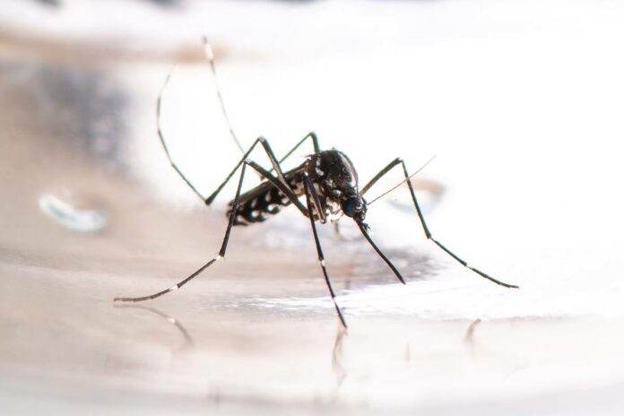 antibiotics in dengue
