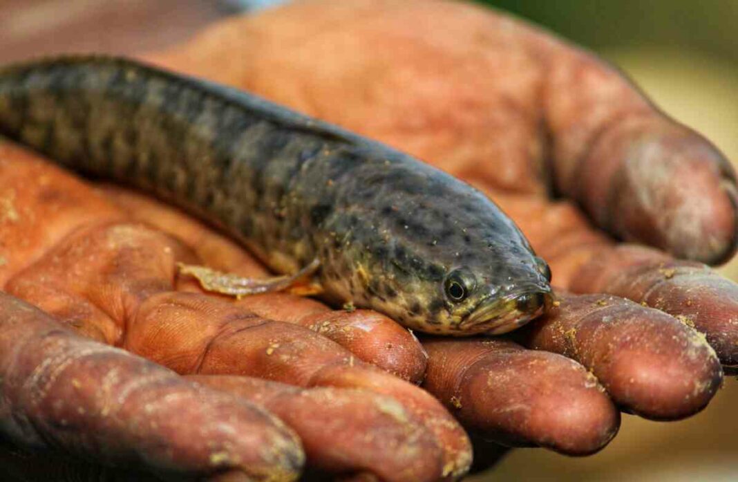 Fish Prasadam cure respiratory illnesses