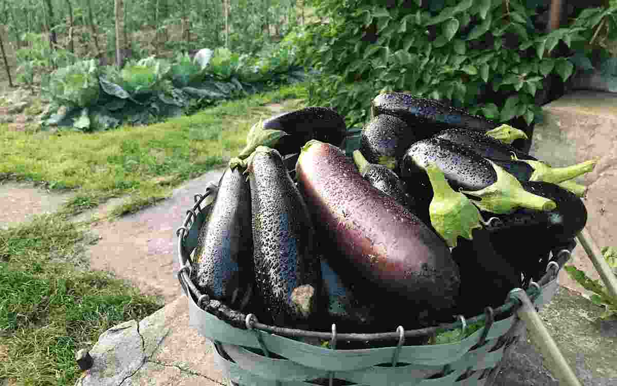 What causes an allergy from brinjal? THIP Media