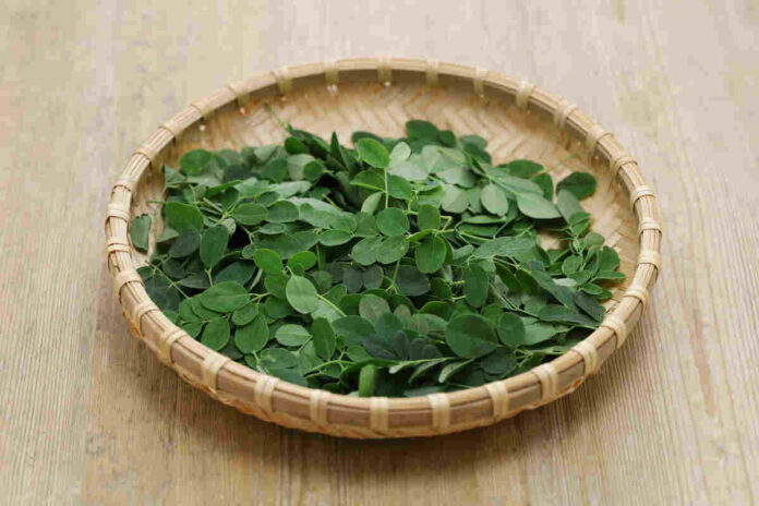 Moringa contains 25 times more iron than spinach