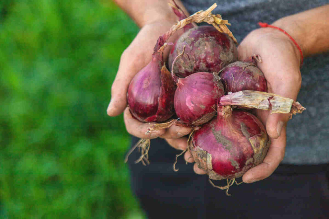 onion benefits men