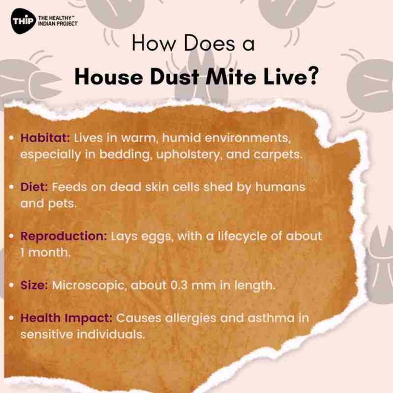 Here's what you need to know about house dust mite allergy