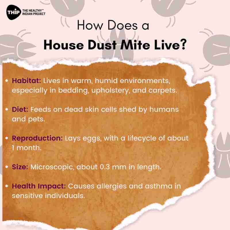 Here's what you need to know about house dust mite allergy