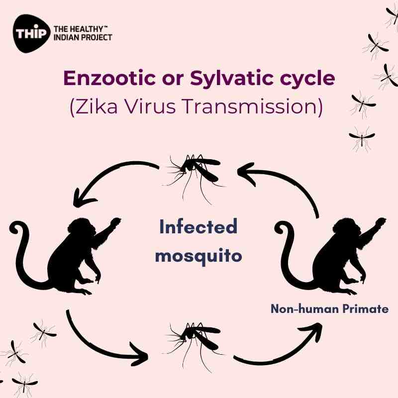 enzootic-or-sylvatic-cycle