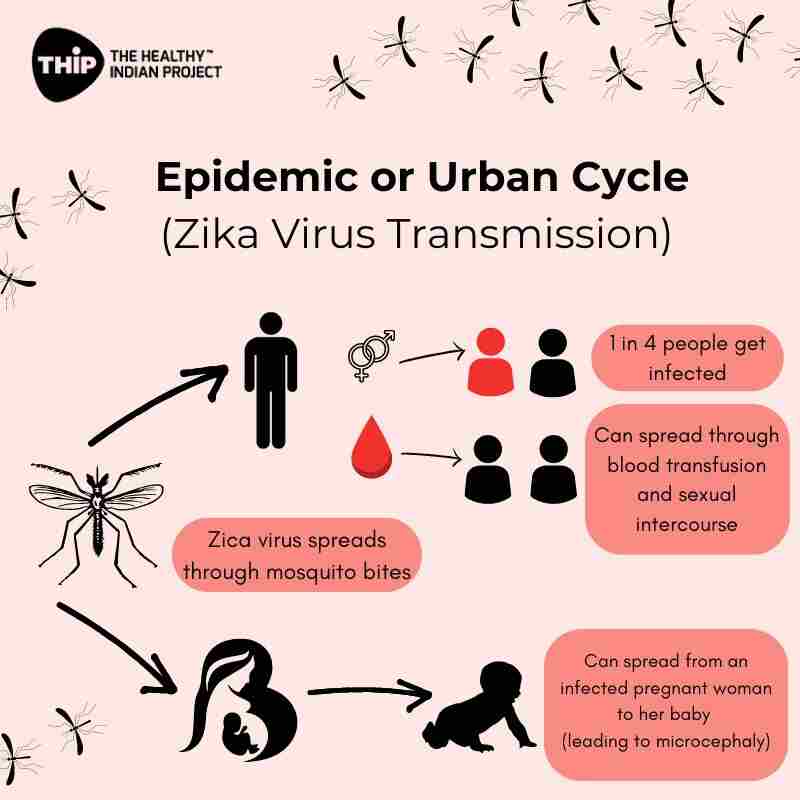 epidemic-or-urban-cycle