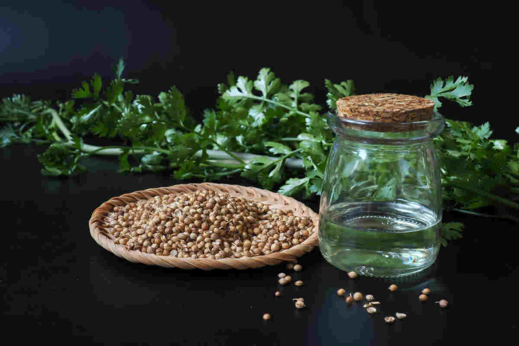 coriander seed water can detox ovaries