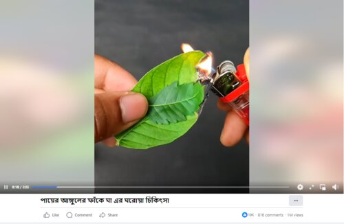 neem and guava leaves