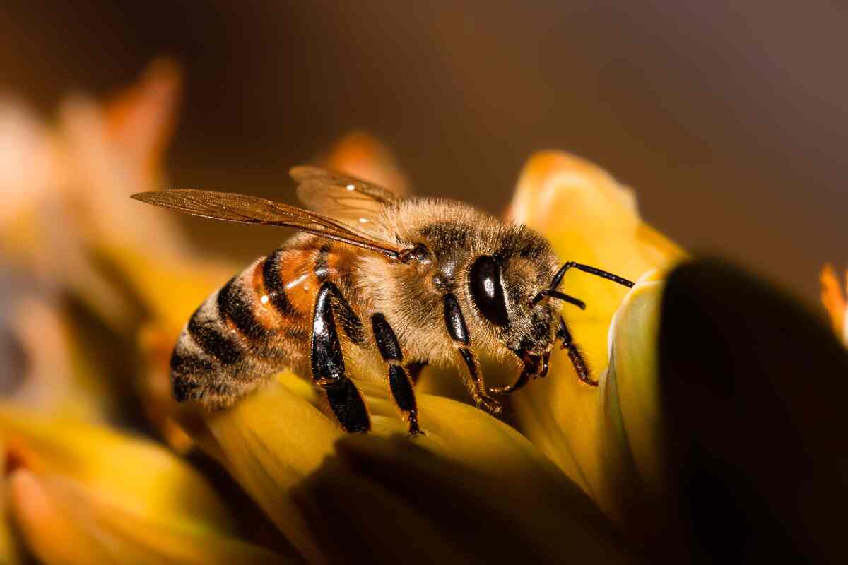 Fact Check: Can bee venom cure nail fungus?