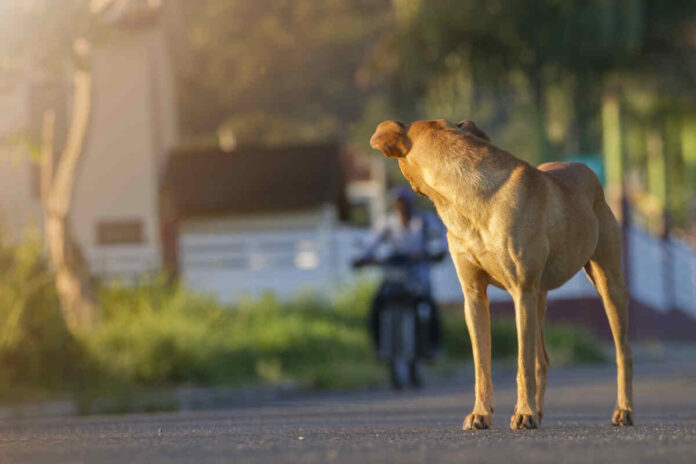 street dogs in India