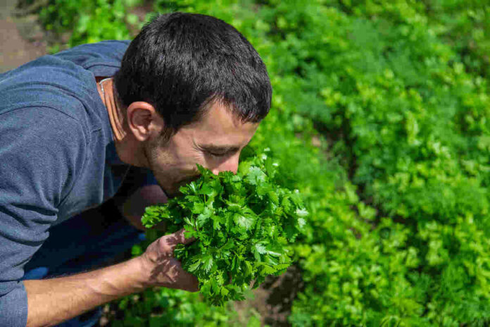 cilantro reduces lead