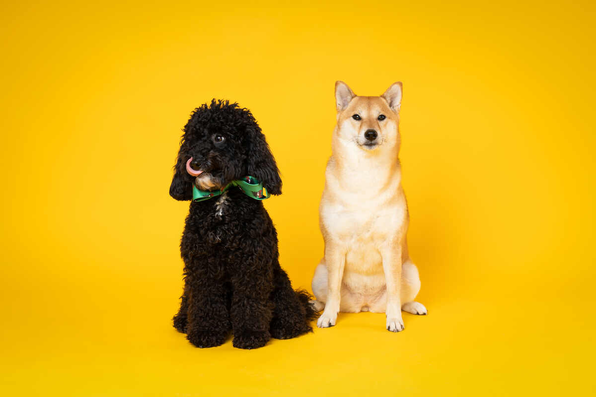 pet-insurance-in-india-a-guide-for-pet-parents-thip-media