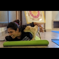 fun activity with pets