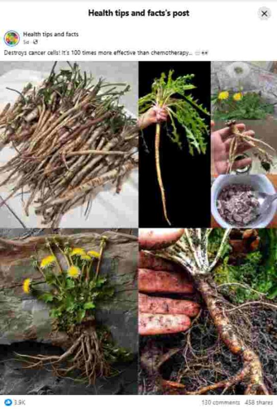 Is greater burdock root 100 times more effective than chemotherapy?