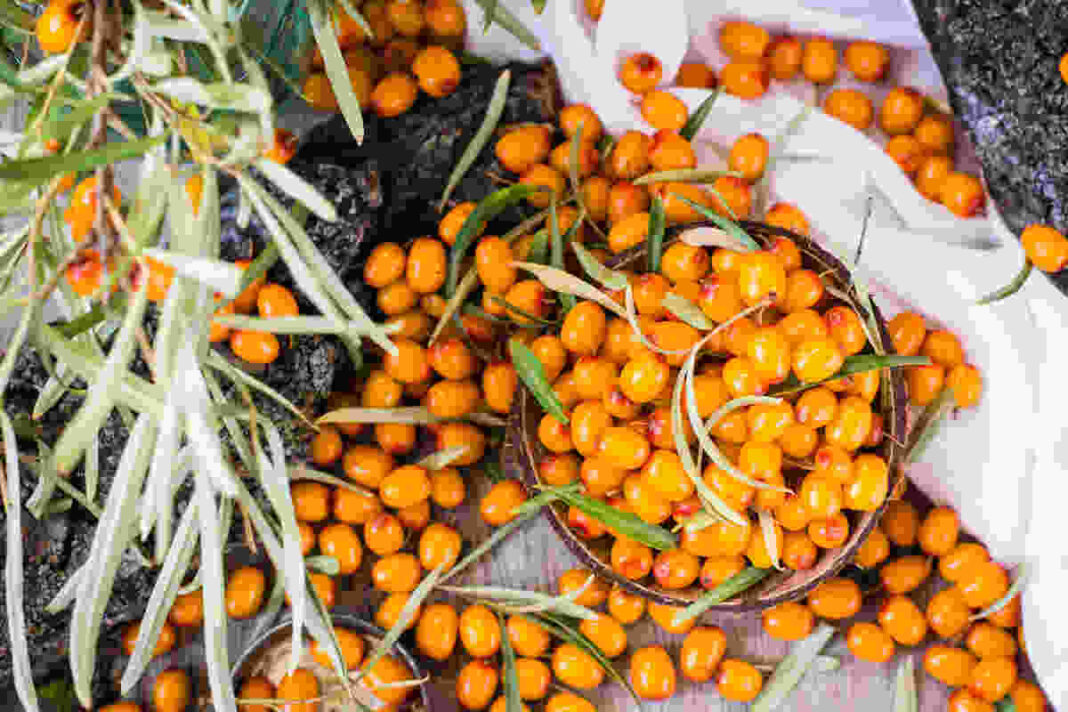 sea buckthorn for skin