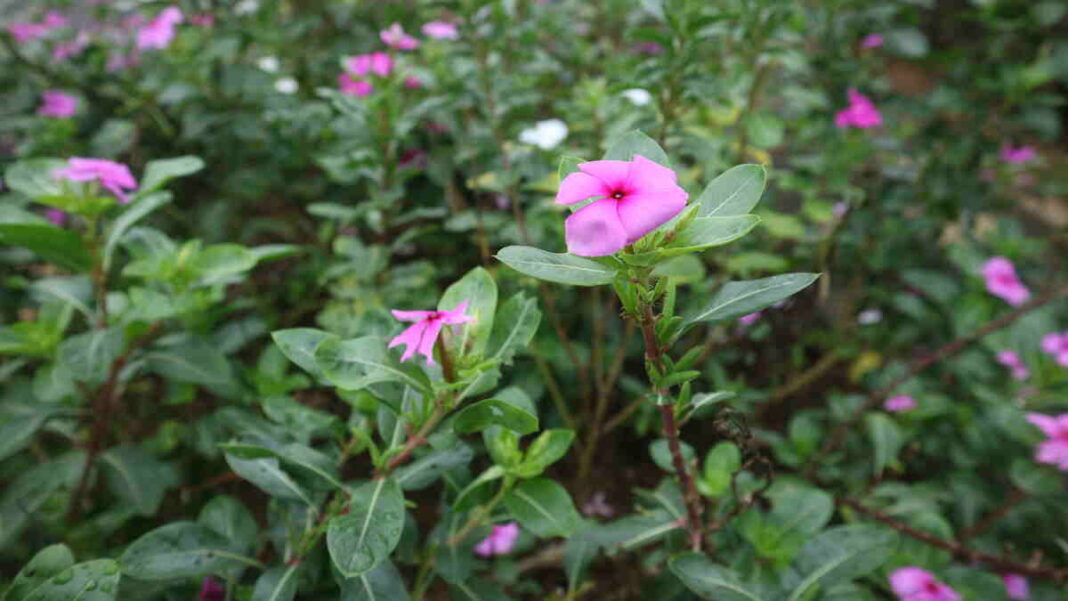 periwinkle leaves can manage diabetes
