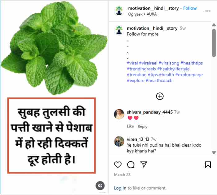 eating tulsi leaves in the morning can treat urine problems