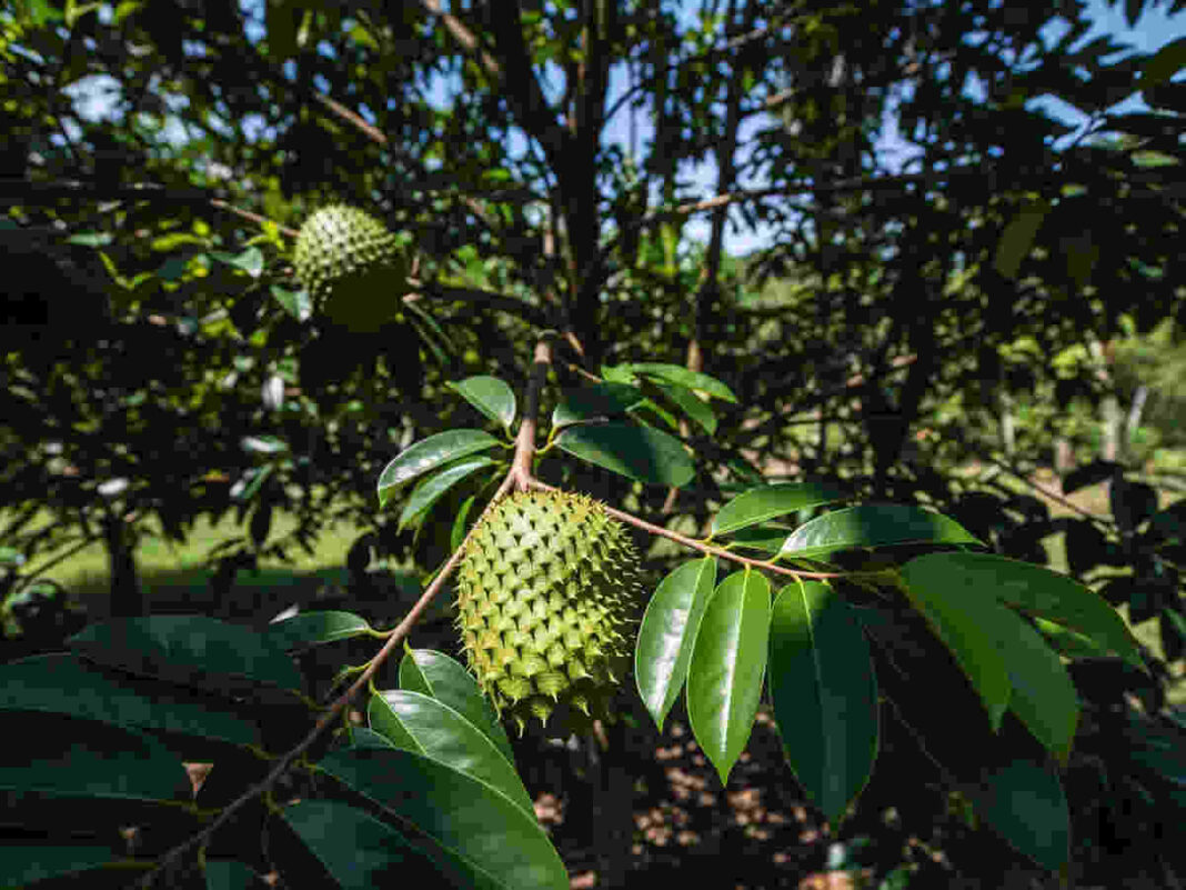 soursop for cancer