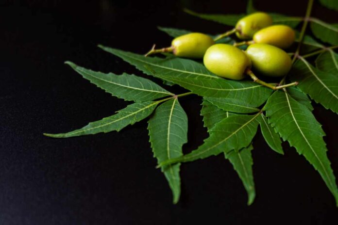 neem for diabetes