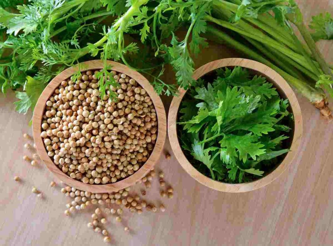 coriander seed s and UTIs