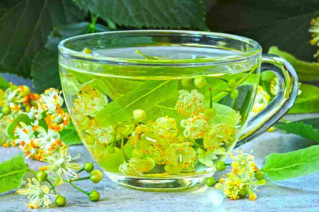 bhumi amla and kidney stones