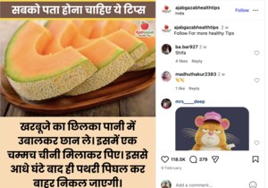 muskmelon