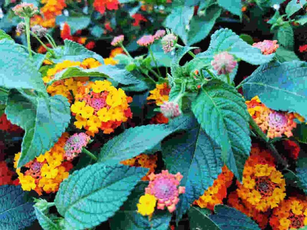 Lantana leaves