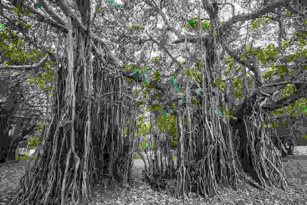 Banyan Tree